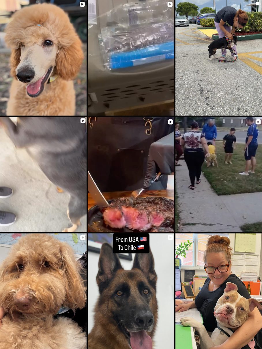 Instagram de Pet Global Cargo antes de Velocity: fotos sueltas sin línea gráfica